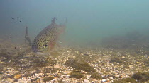 Rainbow trout (Oncorhynchus mykiss) swimming in the River Kennet, Berkshire, England, UK, March.