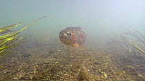 Rainbow trout (Oncorhynchus mykiss) swimming in the River Kennet, Berkshire, England, UK, March.