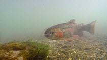 Small group of Rainbow trout (Oncorhynchus mykiss) swimming in the River Kennet, Berkshire, England, UK, March.