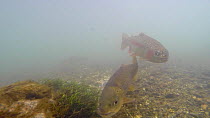 Rainbow trout (Oncorhynchus mykiss) and Brown trout (Salmo trutta) swimming in the River Kennet, Berkshire, England, UK, March.