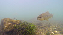Brown trout (Salmo trutta) swimming in the River Kennet, Berkshire, England, UK, March.