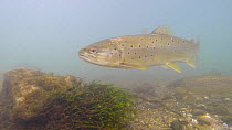 Brown trout (Salmo trutta) swimming in the River Kennet, Berkshire, England, UK, March.