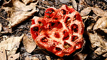 Timelapse of the fruiting body of a Cage stink horn fungus (Clathrus ruber) opening, England, UK.