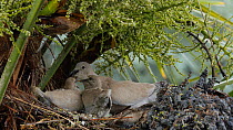 Collared dove (Streptopelia decaocto) feeding chicks, Bedfordshire, England, UK, June.