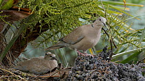 Collared dove (Streptopelia decaocto) with chicks at nest, Bedfordshire, England, UK, June.