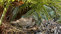Two juvenile Collared doves (Streptopelia decaocto) preening near nest, Bedfordshire, England, UK, June.