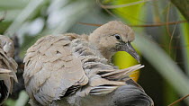 Close-up of a juvenile Collared dove (Streptopelia decaocto) preening near nest, Bedfordshire, England, UK, June.
