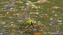 Female Emperor dragonfly (Anax imperator) laying eggs, Bedfordshire, England, UK, June.