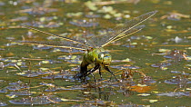 Female Emperor dragonfly (Anax imperator) laying eggs, Bedfordshire, England, UK, June.