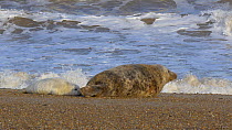 Grey seal (Halichoerus grypus) pup trying to suckle, Norfolk, England, UK, January.