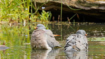 Two Wood pigeons (Columba palumbus) bathing in a pond, Bedfordshire, England, UK, June.