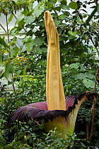 Titan arum (Amorphophallus titanum), in flower, cultivated specimen in botanic garden, native to Sumatra. Kew Gardens, London, UK. 23 April 2016 This species has the largest unbranched flower inflores...