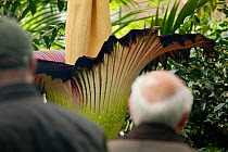 Visitors to Kew Gardens looking at Titan arum (Amorphophallus titanum), in flower, cultivated specimen in botanic garden, native to Sumatra. Kew Gardens, London, UK. 23 April 2016 This species has the...