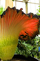 Spathe of Titan arum (Amorphophallus titanum), in flower, cultivated specimen in botanic garden, native to Sumatra. Kew Gardens, London, UK. 23 April 2016 This species has the largest unbranched flowe...