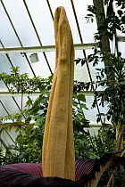 Spadix of Titan arum (Amorphophallus titanum), in flower, cultivated specimen in botanic garden, native to Sumatra. Kew Gardens, London, UK. 23 April 2016 This species has the largest unbranched flowe...