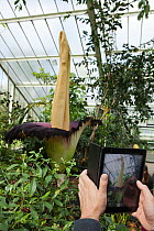 Visitor taking photograph of Titan arum (Amorphophallus titanum), in flower, cultivated specimen in botanic garden, native to Sumatra. Kew Gardens, London, UK. 23 April 2016 This species has the large...