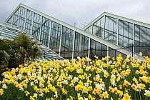 Daffodils (Narcissus sp) outside Princess of Wales Conservatory, Kew Gardens, London, UK. 23 April 2016