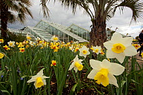 Daffodils (Narcissus sp) outside Princess of Wales Conservatory, Kew Gardens, London, UK. 23 April 2016