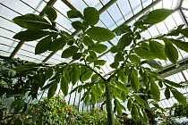 Titan arum (Amorphophallus titanum) plant. Once the main flower dies back a single leaf grows reaching the size of a small tree, with leaflets separating at the top of the leaf. Kew Gardens, London, U...