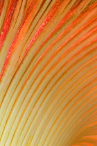 Titan arum (Amorphophallus titanum), in flower. Cultivated specimen in botanic garden, native to Sumatra. Kew Gardens, London, UK. 23 April 2016 This species has the largest unbranched flower inflores...