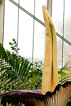 Titan arum (Amorphophallus titanum), in flower. Cultivated specimen in botanic garden, native to Sumatra. Kew Gardens, London, UK. 23 April 2016 This species has the largest unbranched flower inflores...
