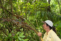 Anne Savage director of Project / Proyecto Titi observing wild Cotton top tamarin (Saguinus oedipus) in tropical dry forest, Colombia, July 2008. Critically endangered species.
