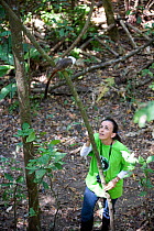 Rosamra Guillen, director of Project / Proyecto Titi  observing wild Cotton top tamarin (Saguinus oedipus) in tropical dry forest, Colombia Critically endangered species.