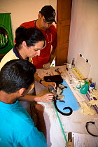 Veternarians performing health exam on wild Cotton-top tamarin (Saguinus oedipus). Colombia, February 2008.  Critically endangered species.
