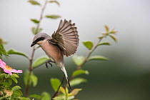 Red-backed shrike (Lanius collurio) adult male taking off,  Lower Saxony, Germany, June. Sequence 1 of 3