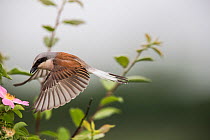 Red-backed shrike (Lanius collurio) adult male taking off,  Lower Saxony, Germany, June. Sequence 2 of 3