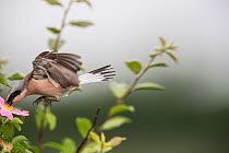 Red-backed shrike (Lanius collurio) adult male taking off,  Lower Saxony, Germany, June. Sequence 3 of 3