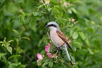 Red-backed shrike (Lanius collurio) adult male, Braunschweig, Lower Saxony, Germany, June.