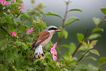 Red-backed shrike (Lanius collurio) adult male, with insect prey in its beak,  Lower Saxony, Germany, June.