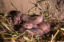 European hamster (Cricetus cricetus) pups age six days, captive.