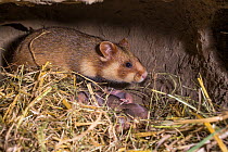 European hamster (Cricetus cricetus) female with pups age six days, captive.