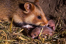 European hamster (Cricetus cricetus) female with pups age six days, captive.