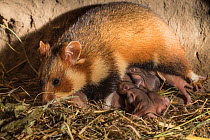European hamster (Cricetus cricetus) female suckling pups age six days, captive.