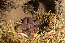 European hamster (Cricetus cricetus) pups age seven days, captive.