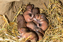 European hamsters (Cricetus cricetus) pups age seven days, captive.