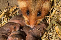 European hamster (Cricetus cricetus) female with its pups age 7 days, captive.
