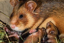 European hamster (Cricetus cricetus) female suckling 11 day pups in burrow, captive.