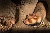 European hamster (Cricetus cricetus) adult female with young, age 13 days, in burrow, captive.