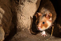 European hamster (Cricetus cricetus) adult female, in burrow, captive.
