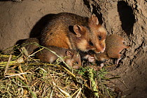 European hamster (Cricetus cricetus) adult female in burrow with young, captive.