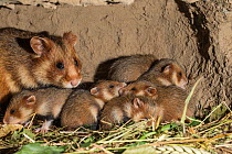 European hamster (Cricetus cricetus) adult female in burrow with young, captive.