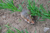 European hamster (Cricetus cricetus) juvenile in cornfield, captive.