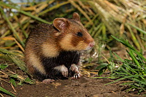 European hamster (Cricetus cricetus) adult female, captive