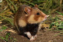 European hamster (Cricetus cricetus) adult female, captive