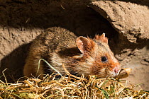 European hamster (Cricetus cricetus) male, in burrow, captive.