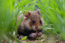 European hamster (Cricetus cricetus) juvenile feeding in grass, captive.